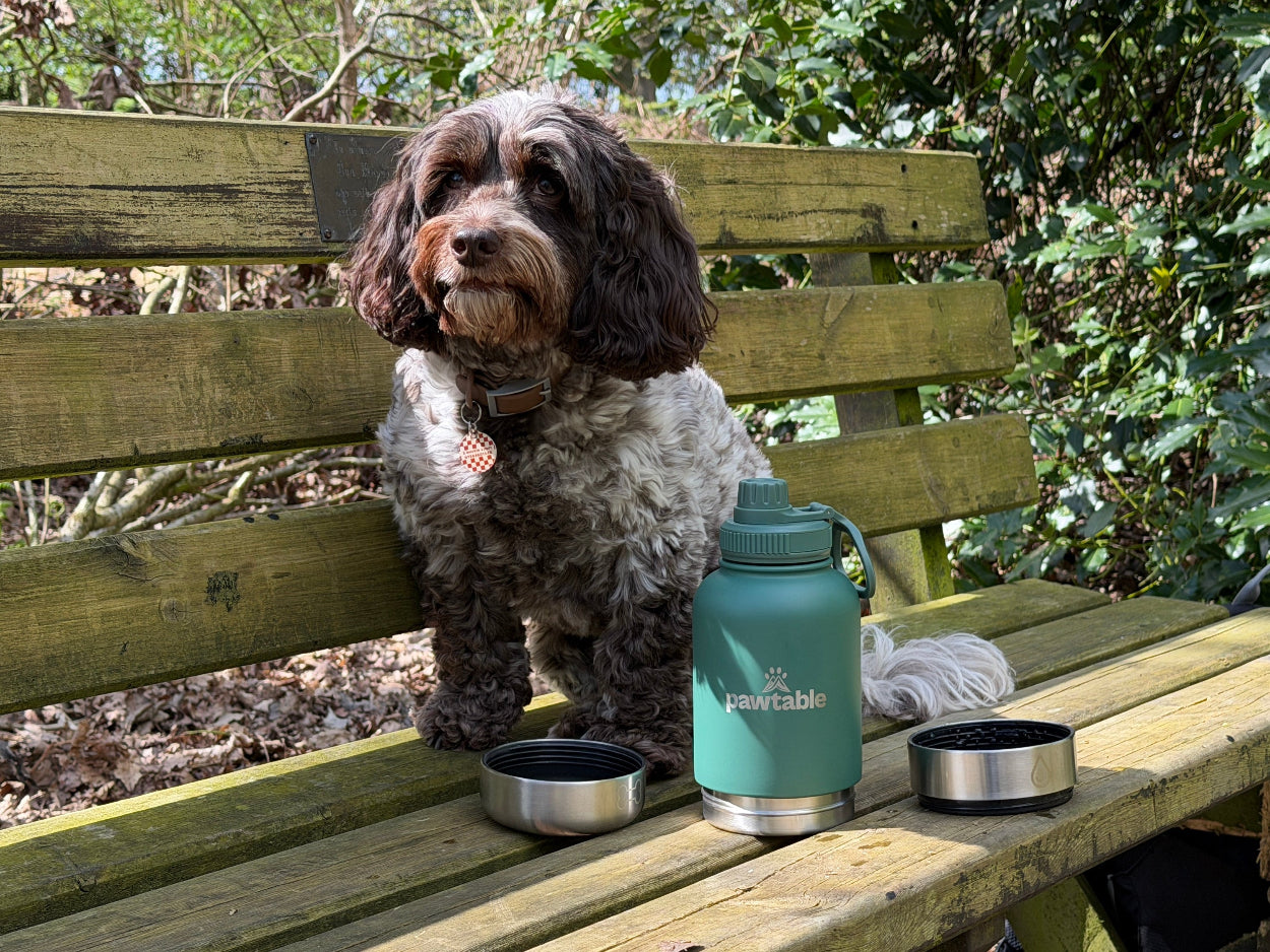 3-in-1 Dog Water Bottle