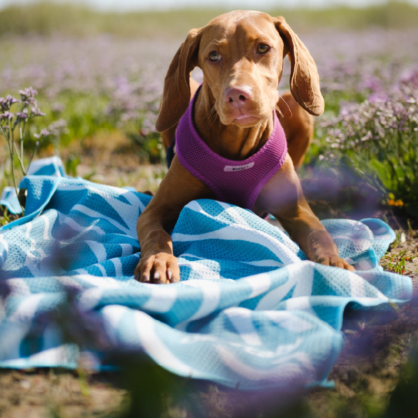Dog Towel