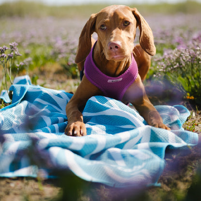 Dog Towel
