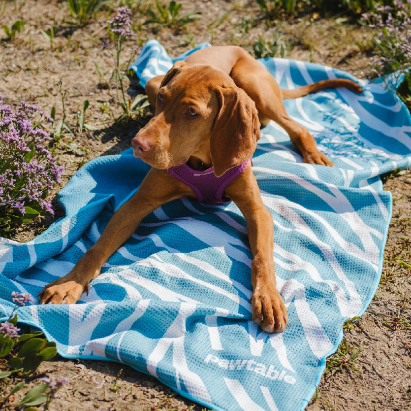 Dog Towel