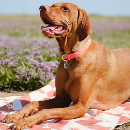 Dog Towel